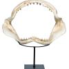Design Toscano EU33738 Ernie the Elephant Shelf Sitter Sculpture,Single(Coastal)