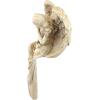 Design Toscano Extended Grace Angel Statue(Medium  15 Inch)