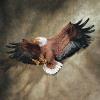 Design Toscano Freedom’s Pride Eagle Plaque: Large(Freedom’s Pride American Bald Eagle)