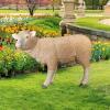 Design Toscano Merino Ewe Life-Size Lamb Statue: Standing(Standing)