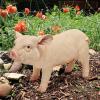 Design Toscano Piggy Garden Statue Porker, Multicolored 6.5″Wx15.5″Dx8.5″H(Standing)