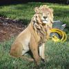 Design Toscano Prowling American Mountain Cougar Indoor/Outdoor Garden Statue, 22 Inches Wide, 5 Inches Deep, 8 Inches High, Handcast Polyresin, Full Color Finish(King of Beasts Lion)