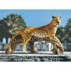 Design Toscano Prowling American Mountain Cougar Indoor/Outdoor Garden Statue, 22 Inches Wide, 5 Inches Deep, 8 Inches High, Handcast Polyresin, Full Color Finish(Leopard’s Kingdom)