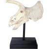 Design Toscano T-Rex Dinosaur Skull Fossil Statue on Museum Mount(Triceratops Dinosaur Skull)