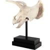 Design Toscano T-Rex Dinosaur Skull Fossil Statue on Museum Mount(Triceratops Dinosaur Skull)