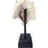 Design Toscano T-Rex Dinosaur Skull Fossil Statue on Museum Mount(Triceratops Dinosaur Skull)