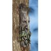 WHISPERING WILHELM TREE ENT PLAQUE
