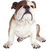 Design Toscano Buster the Bulldog Sculpture 16 Inch(16 Inch)
