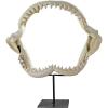 Design Toscano EU33738 Ernie the Elephant Shelf Sitter Sculpture,Single(Coastal)