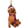 Dachshund