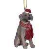 Weimaraner