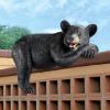 Design Toscano Lemont the Lovable Lounger Climbing Black Bear Roof Mount Outdoor Garden Statue, 34 Inch Long, Cast Stone Resin, Woodland Black Finish(Lemont The Lovable Lounger Black Bear)