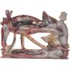 Design Toscano Egypitan Decor Eye of Horus Wall Sculpture Plaque, 12 Inch, Polyresin, Full Color, QL124212(Eye of Horus)