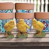 Design Toscano QM12335 Hatching Chicks, Baby Chicken Statues,Full Color