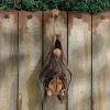Design Toscano QM28985 Vampire Bat – Hanging Mega Bat Sculpture – Bat Figure – Halloween Bats,full color