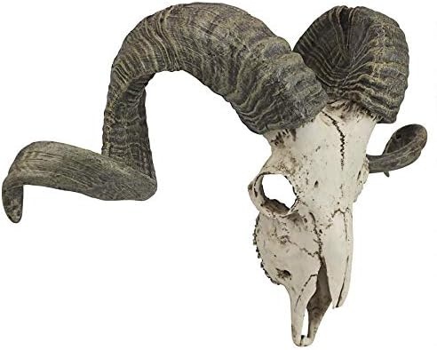 image:imageDesign Toscano Corsican Ram Skull and Horns Wall Sculpture Faux Taxidermy Animal Trophy 19 Inch Cast Stone Resin Painted Bone Finish
