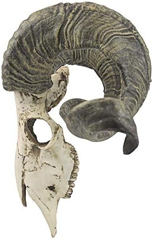 image:imageDesign Toscano Corsican Ram Skull and Horns Wall Sculpture Faux Taxidermy Animal Trophy 19 Inch Cast Stone Resin Painted Bone Finish