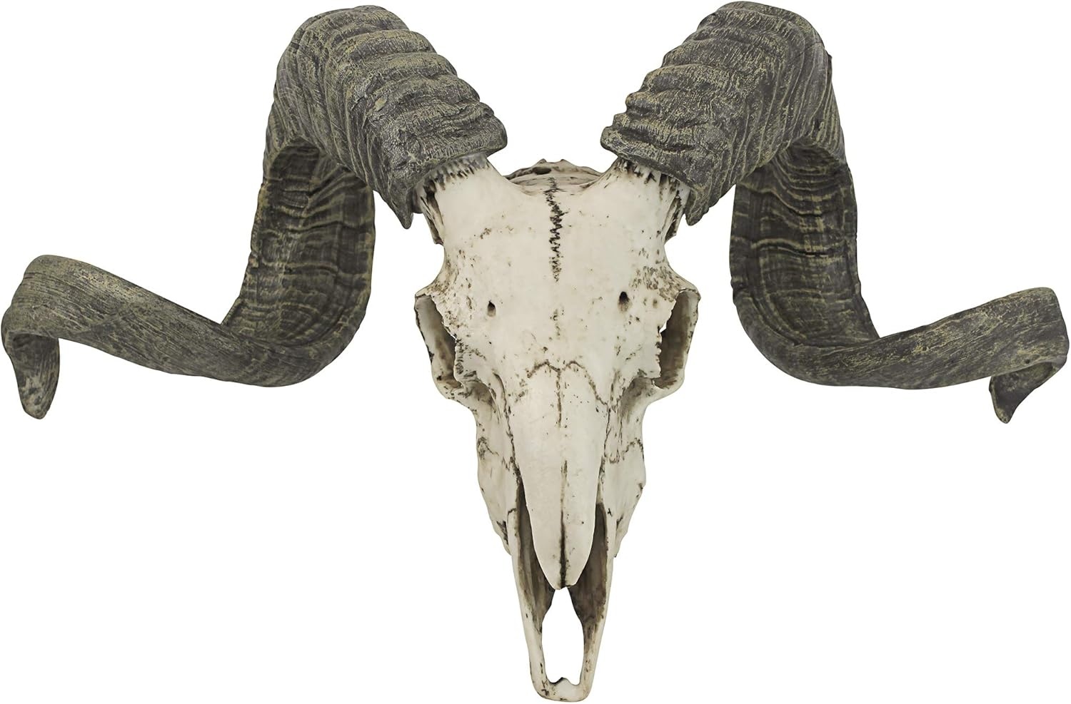 image:imageDesign Toscano Corsican Ram Skull and Horns Wall Sculpture Faux Taxidermy Animal Trophy 19 Inch Cast Stone Resin Painted Bone Finish